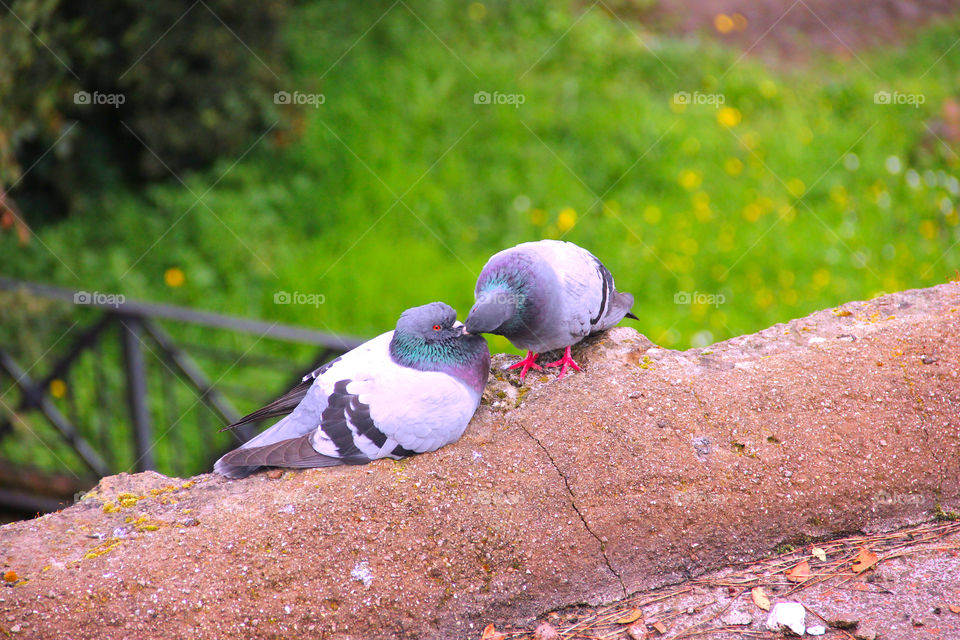 Spring. Love. Birds.