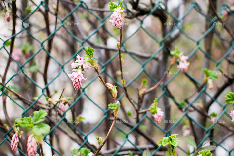 Flowers and a fence