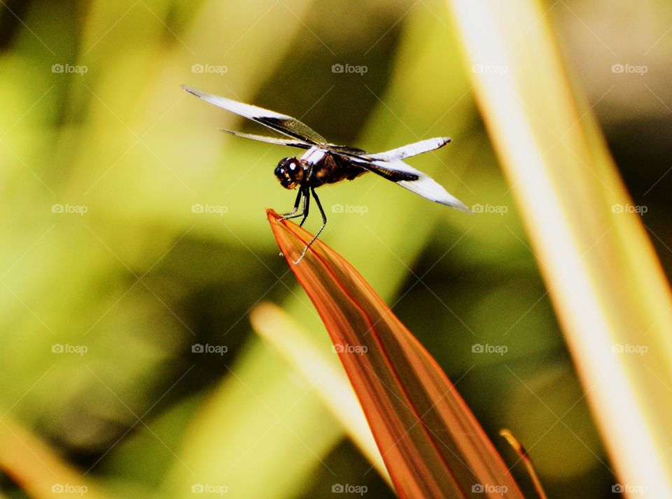 black and white dragonfly resting on a leaf.