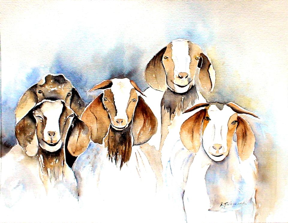 Goats. Watercolour made by my wife Rita Tielemans