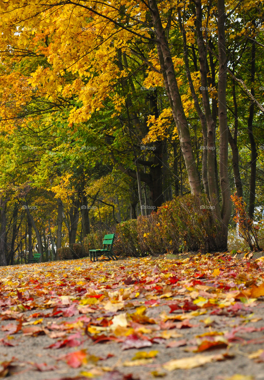 Autumn park and bench 