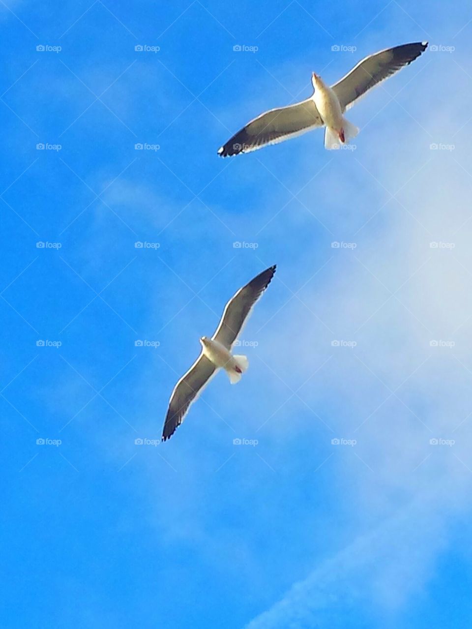 "Seagulls In Flight"