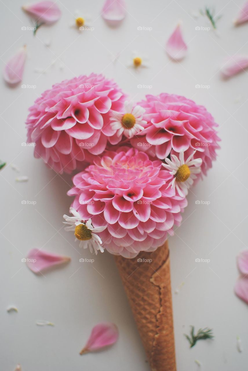 Dahlia summer icecream - pink flower daisy cone