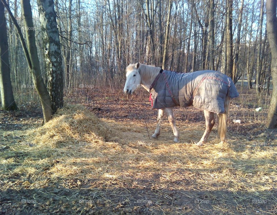 Mammal, Cavalry, Farm, Animal, Nature