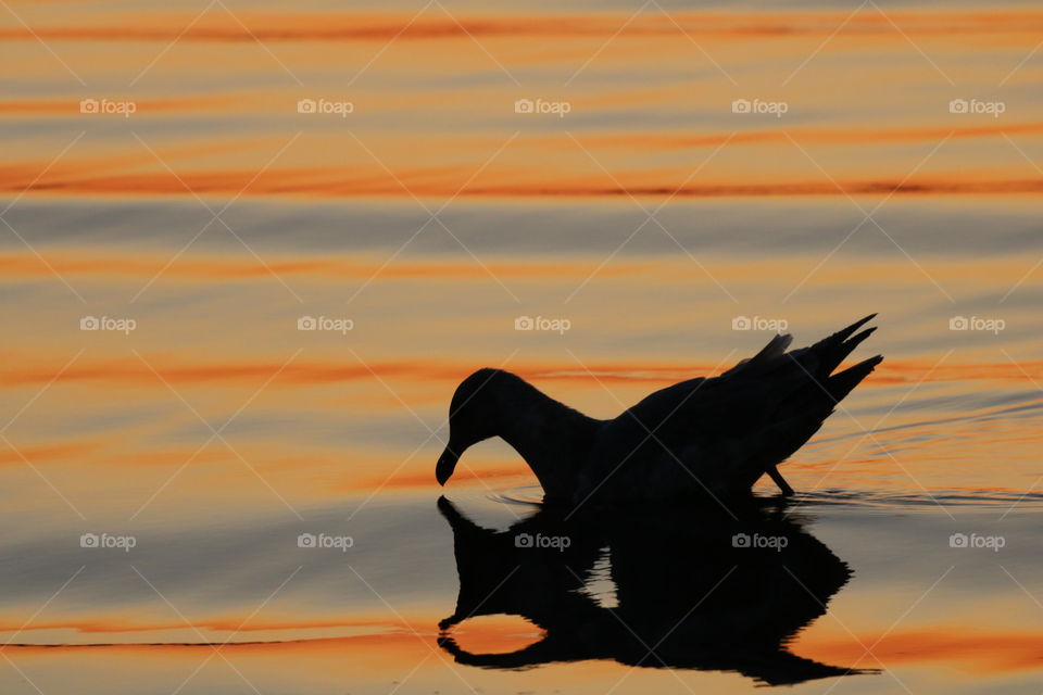 Seagull  looking at its reflection in the ocean while the rising sun colours the water with orange strips 