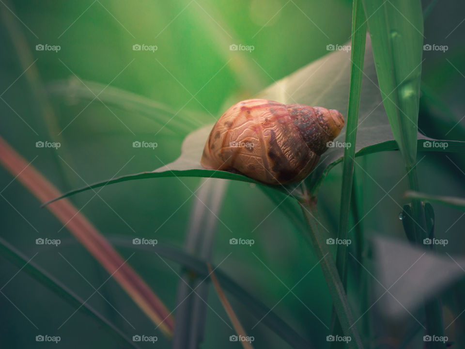 Snail at rest after the rain