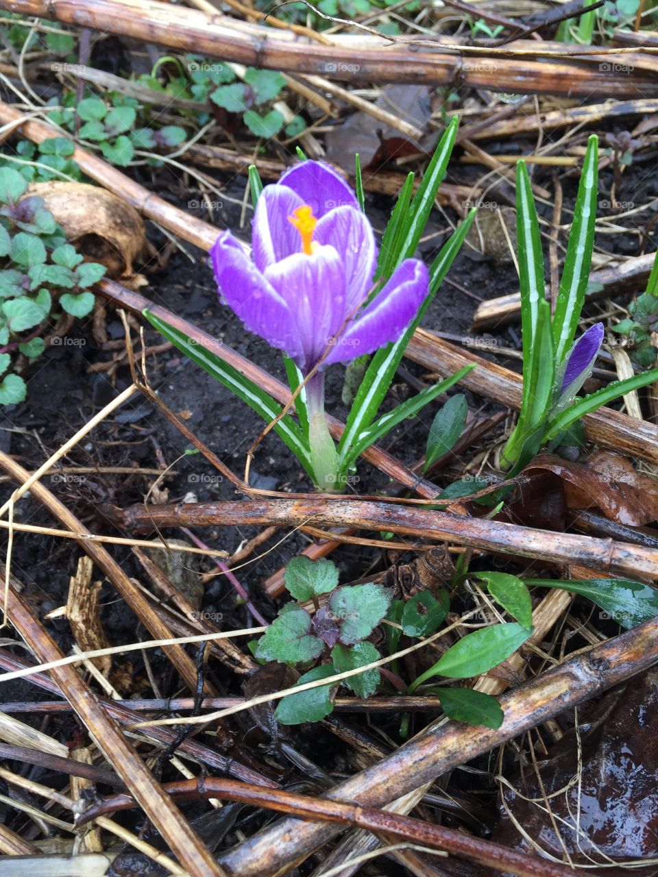 Blooming crocus flowers