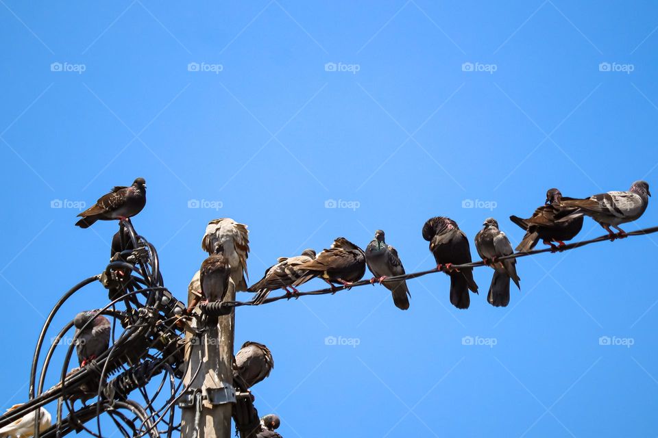 Several pigeons on the electrical wires in the city with clear blue sky
