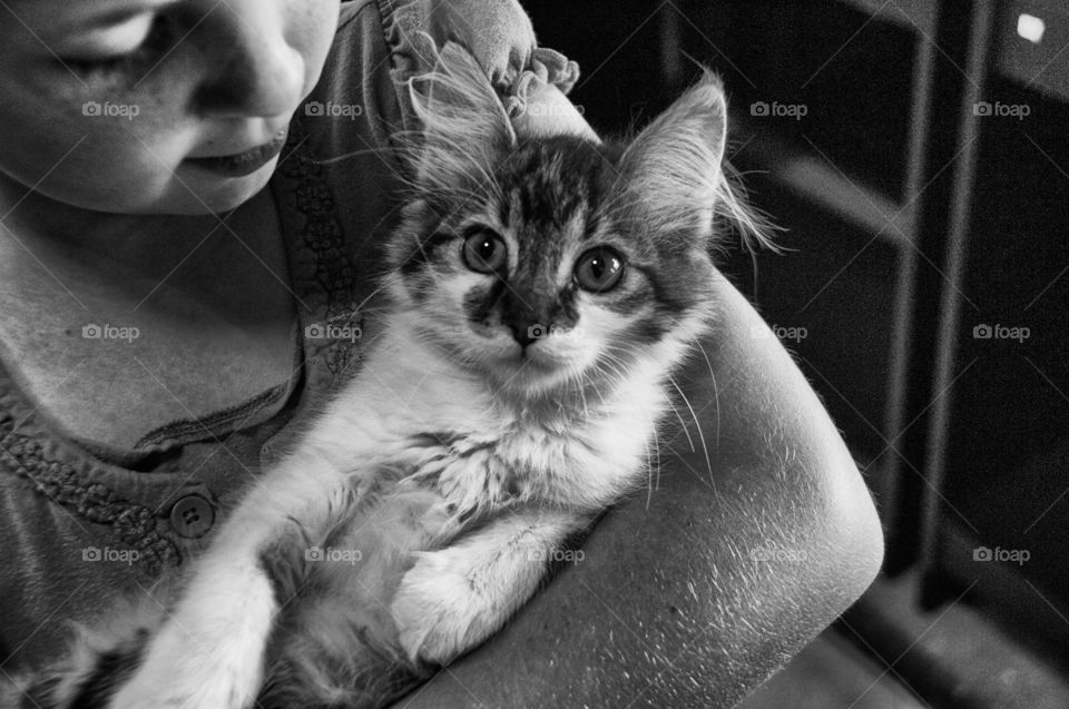 The Siberian is a centuries-old landrace of domestic cat in Russia and recently developed as a formal breed with standards promulgated the world over since the late 1980s. Siberians vary from medium to medium-large in size.