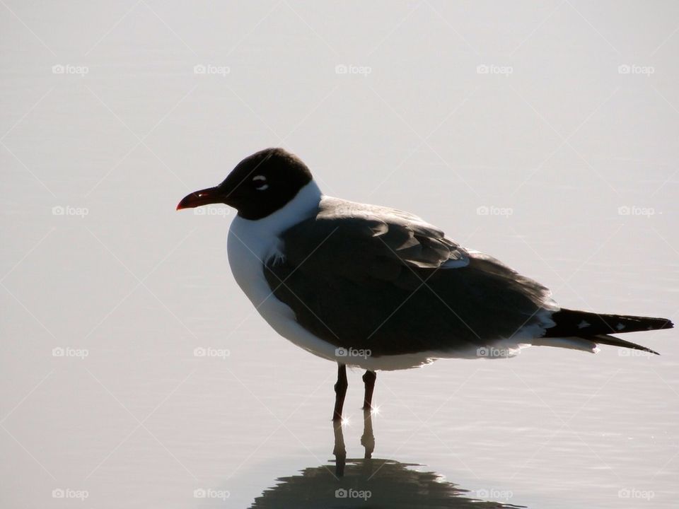 Wading in waters calm