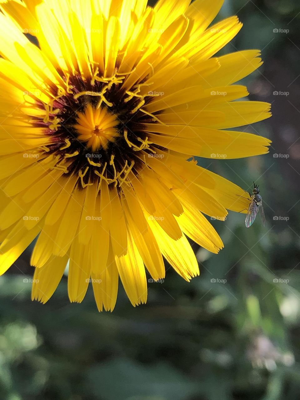 Beautiful yellow flower in spring 