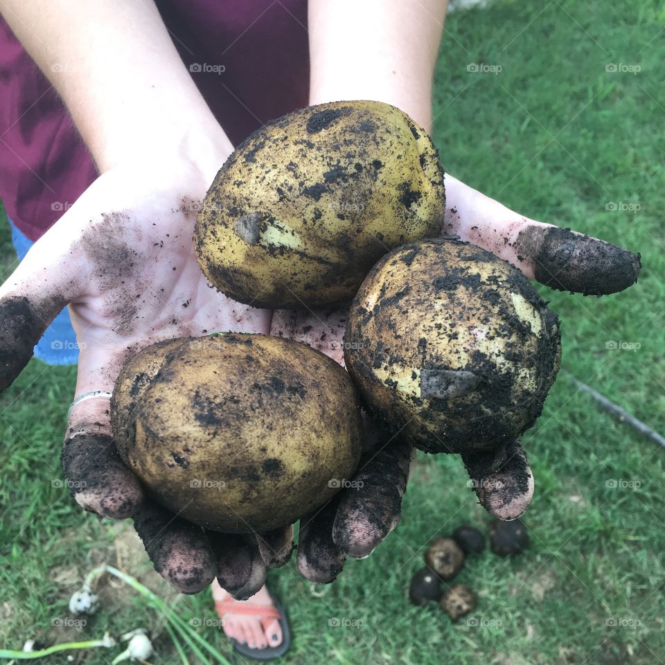 Getting dirty, digging for and cleaning Yukon Gold potatoes. 