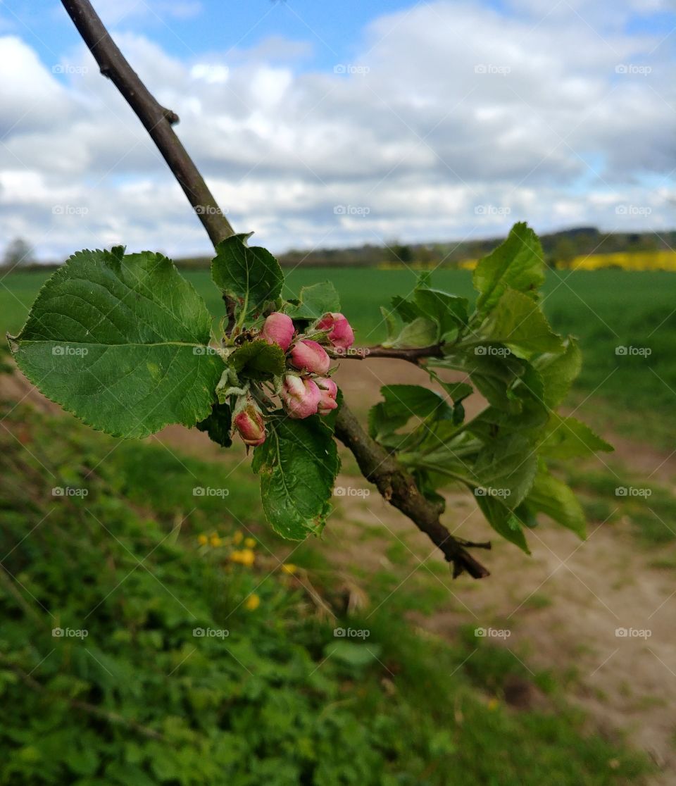 apfel apfelblüte blühen rosa feld