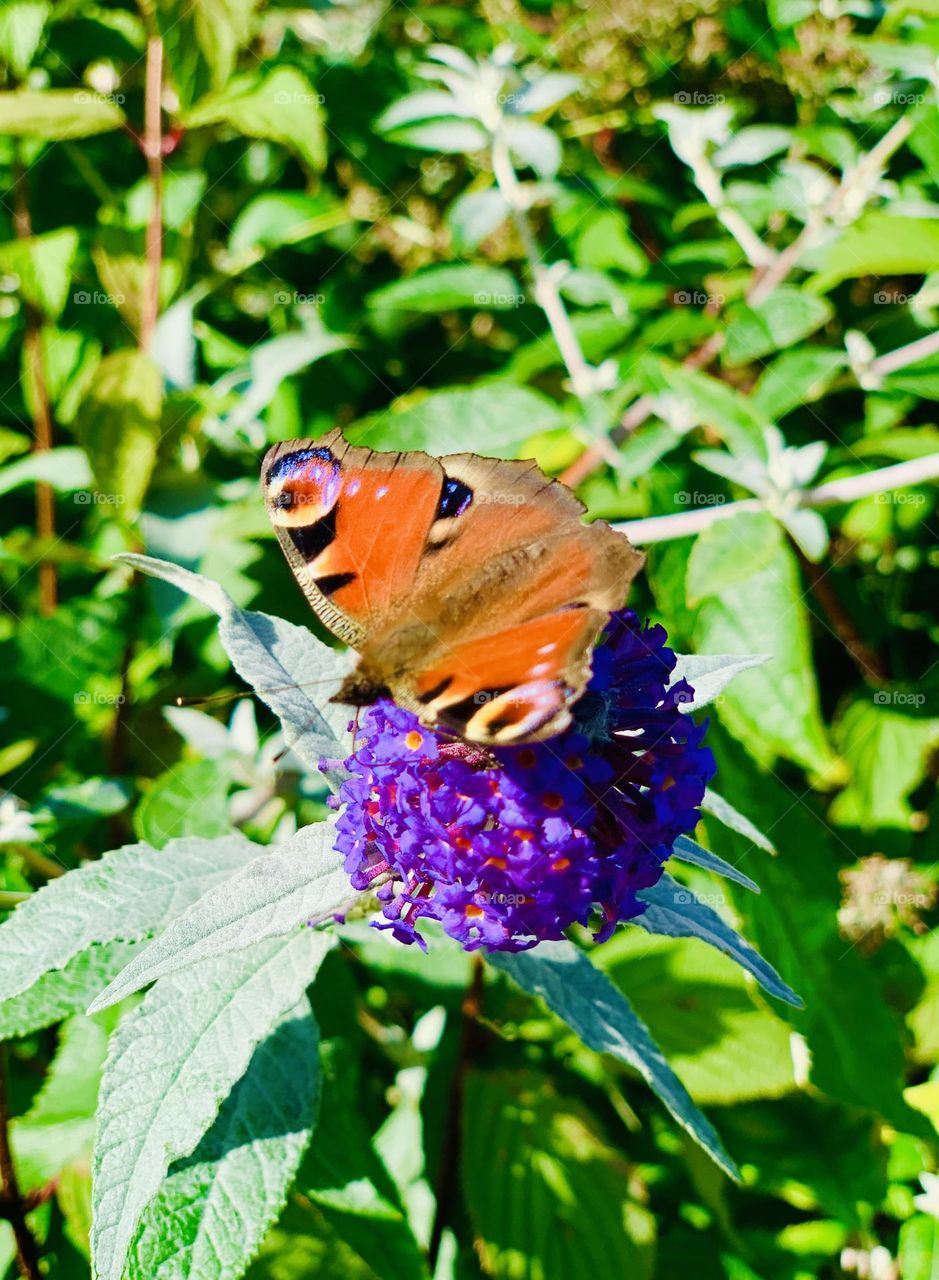 Butterfly on a flower