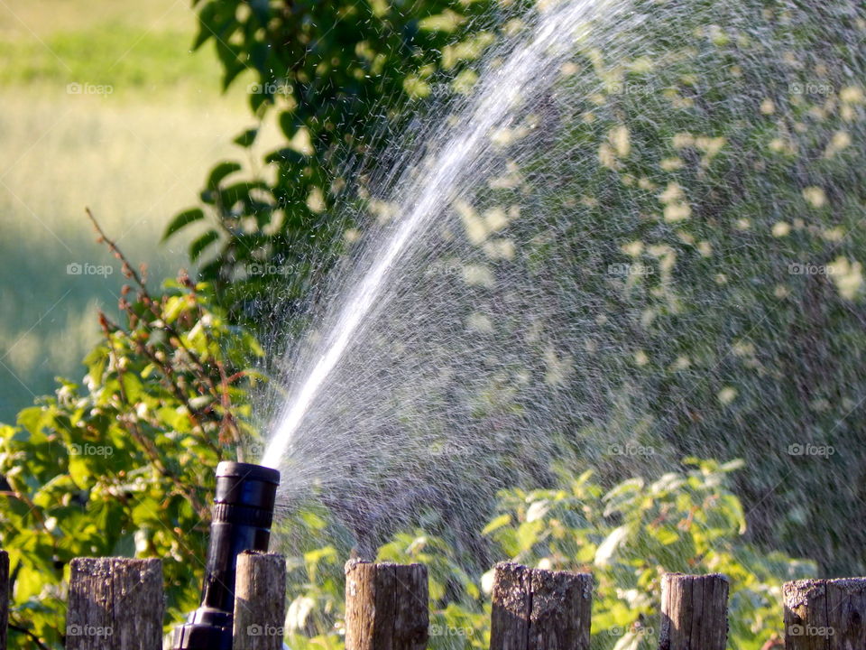 Plants in garden and water feom sprinkler
