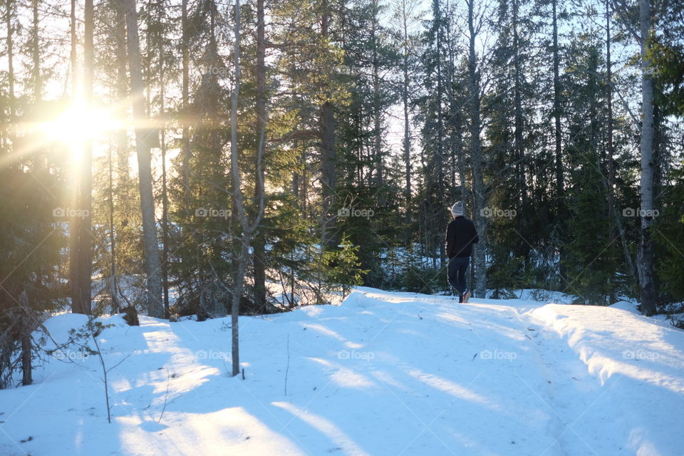 Snow, Winter, Wood, Tree, Cold