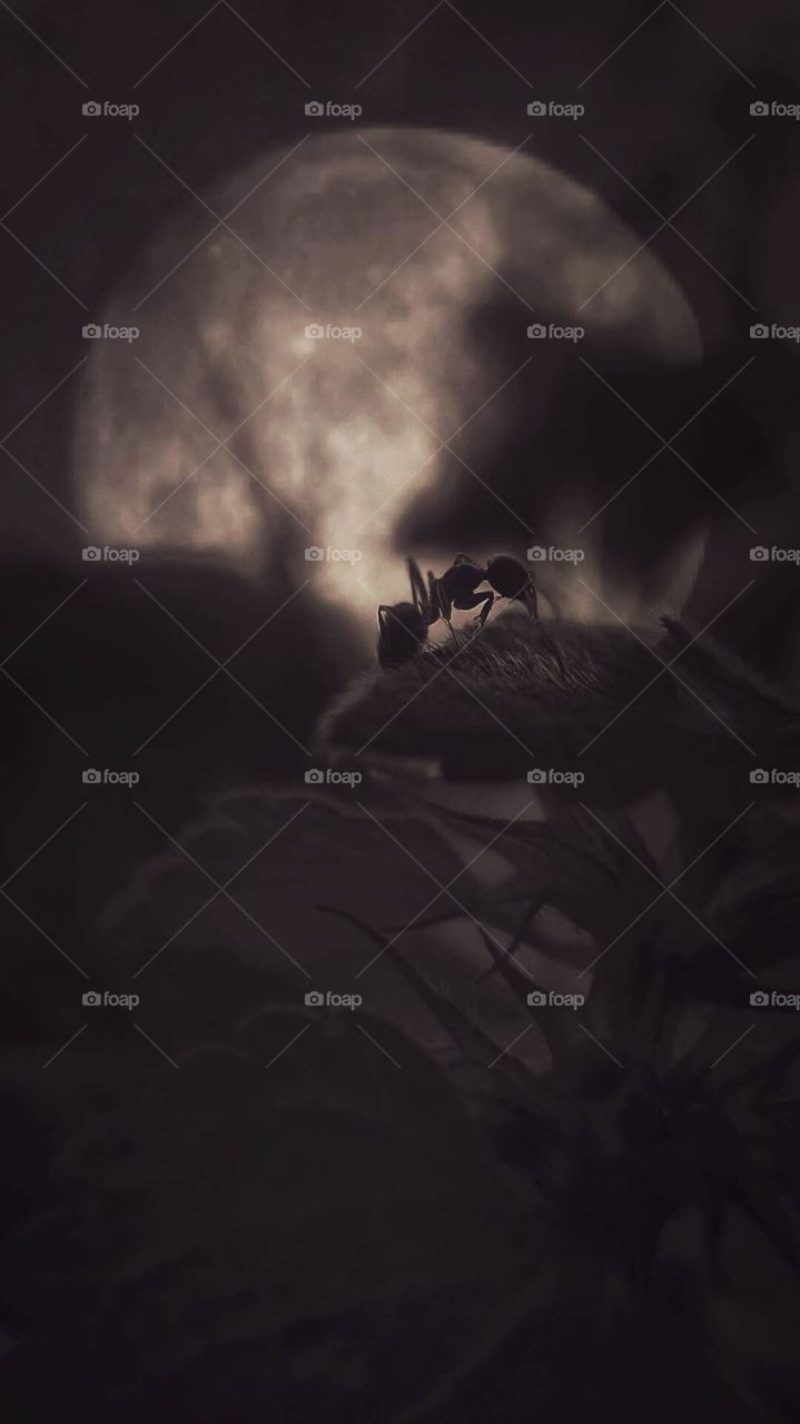 The Ant and the Moon 