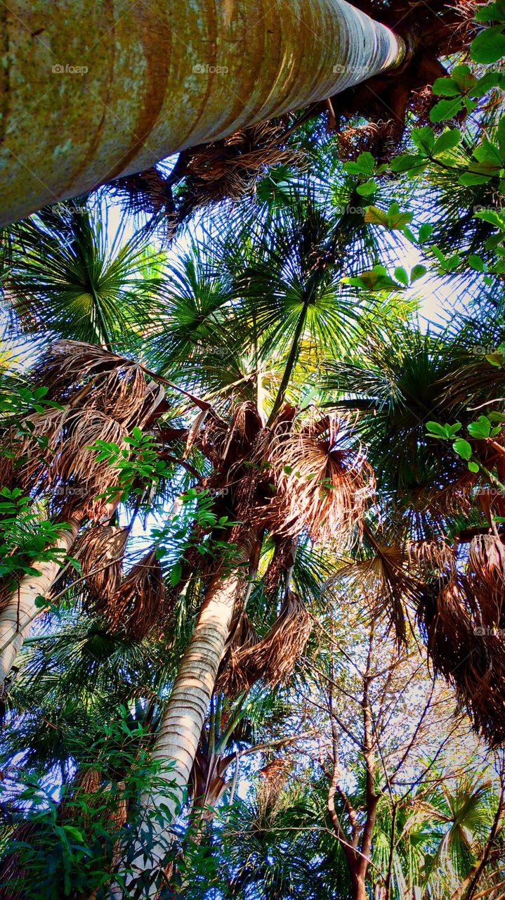 Imagem mais próxima das folhas.