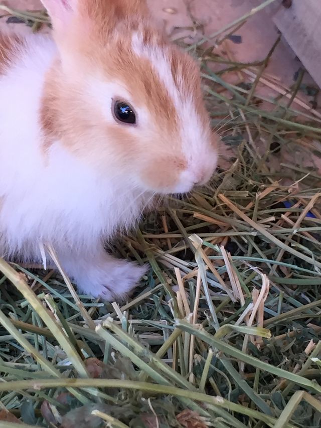 My love (Rabbit)🐰