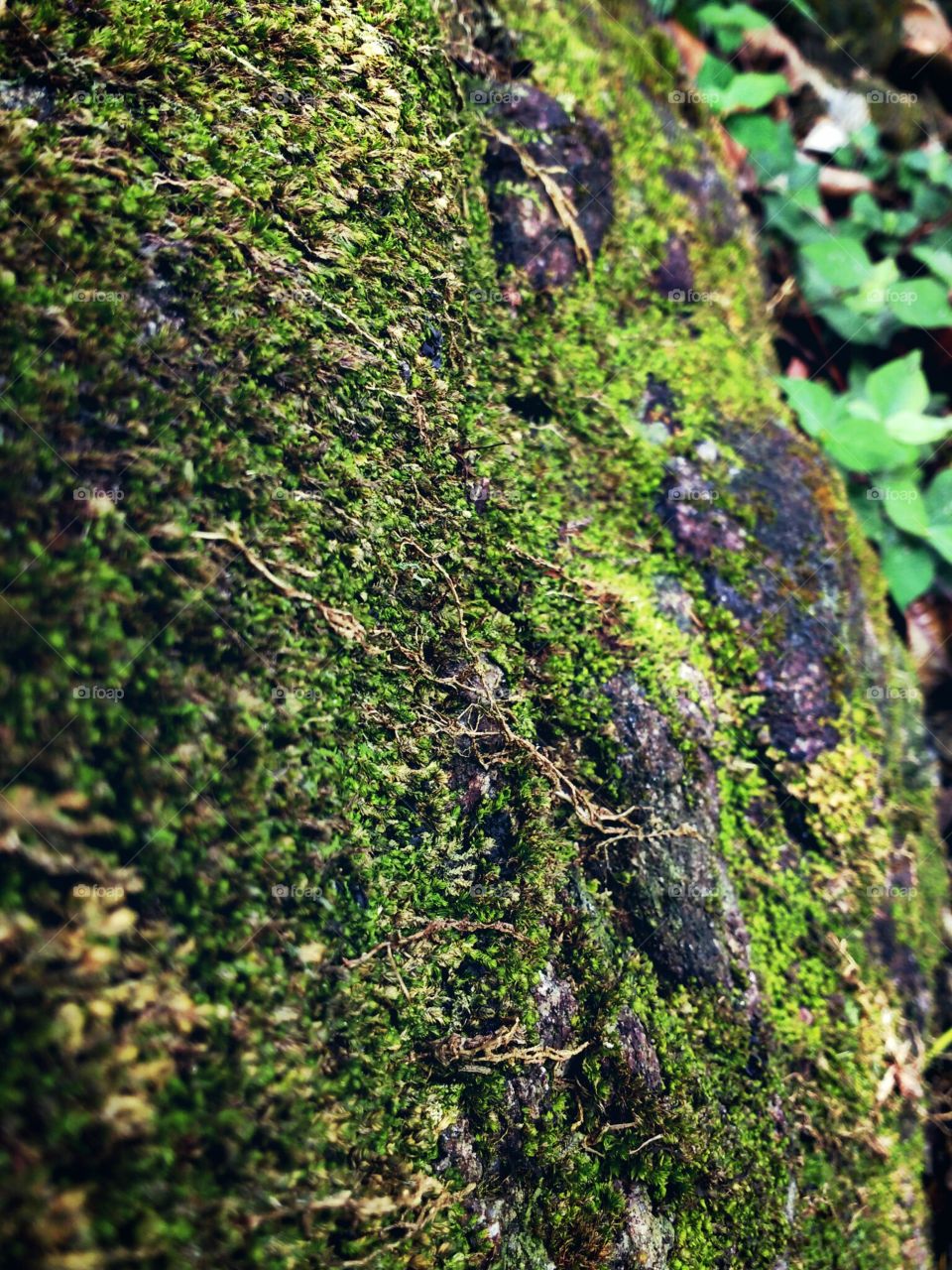 Rock with tiny plants