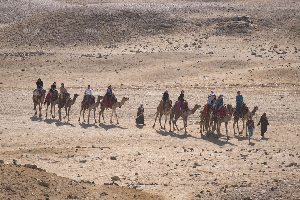 Camel riding at Giza Pyramid in Kairo Egypt