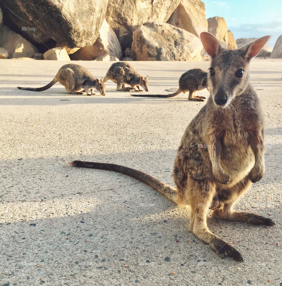 The wallabies come out at sunset 