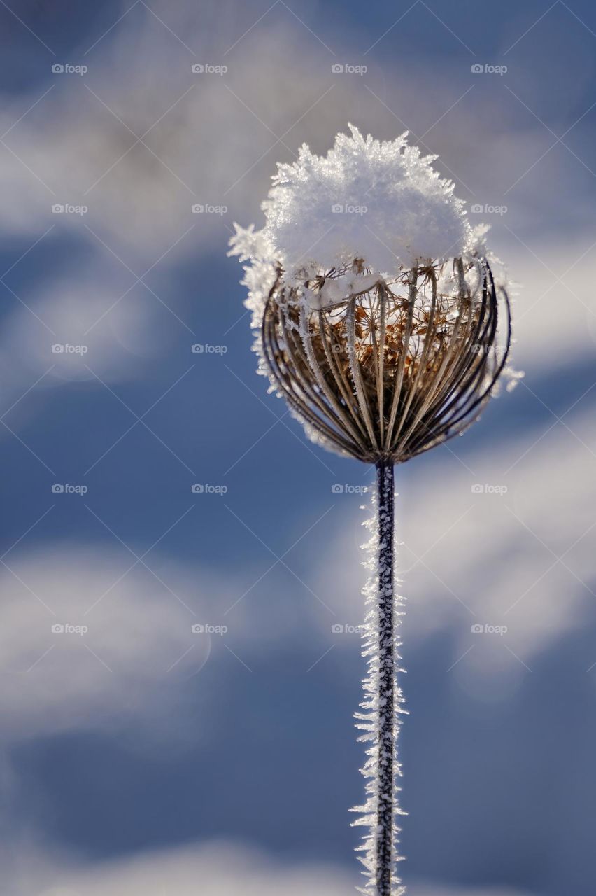 Plant in frost