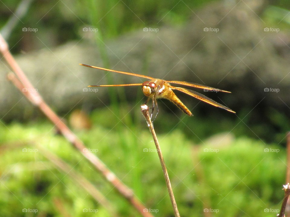 Dragonfly on a stick