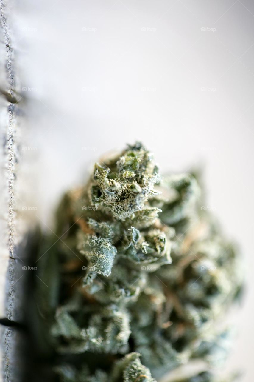 Medical cannabis buds super lemon haze skunk marijuana smoking keeps you young people drugs