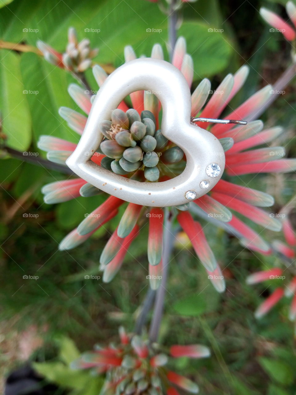 Nature, Flora, Garden, Color, Summer