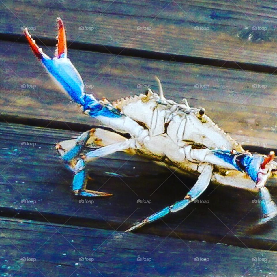 This close-up of a blue crab dancing on the wooden pier boards in the early morning sunshine hoping he will not become bait. 