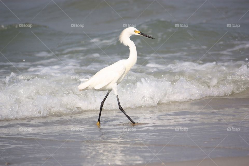 Snowy egret on beach