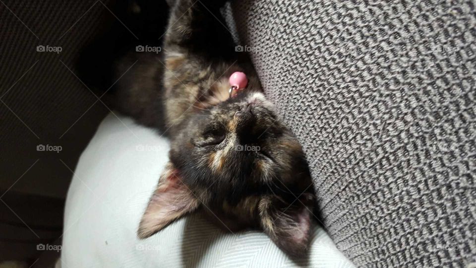 A kitten finds a sweet spot in a sunbeam for a nap.