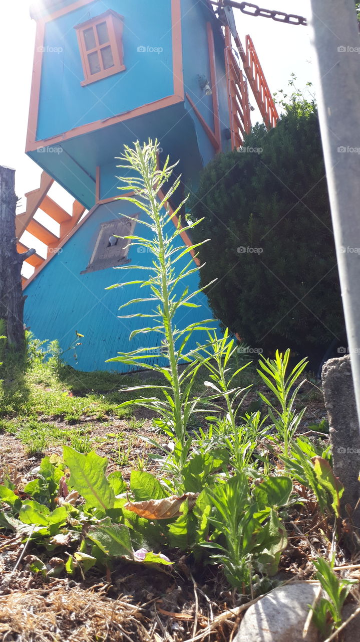 Toadflax in the Sun against a Blue Windmill