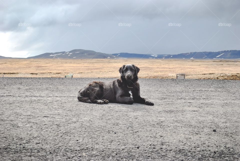 Dog looking at camera from road