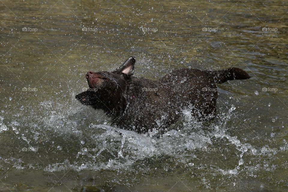 Dogs and their love for water. The way the water attracts to the dog and then the dog shakes it away. Over and over again. 