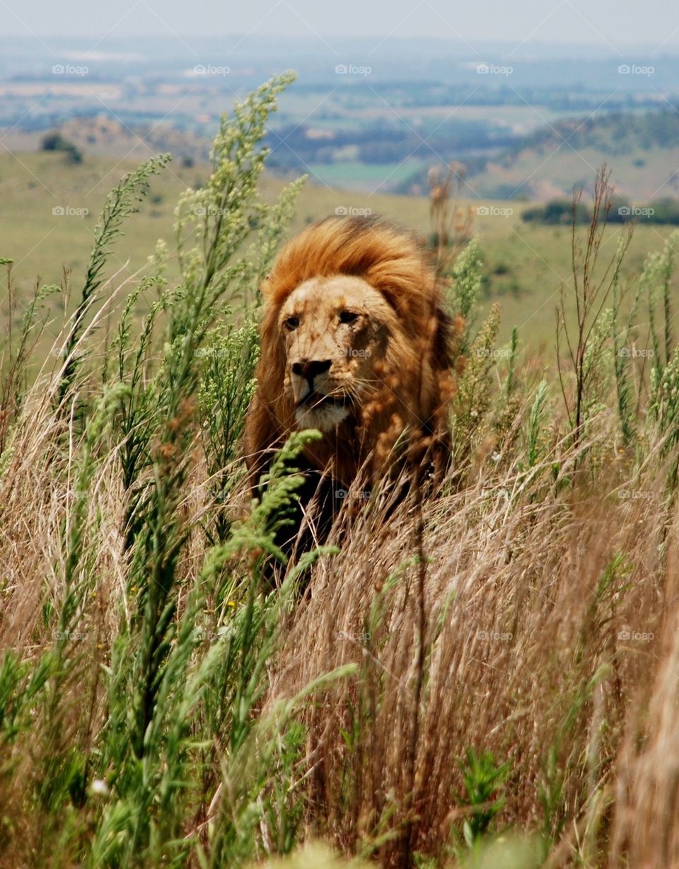 Close-up of lion in bush