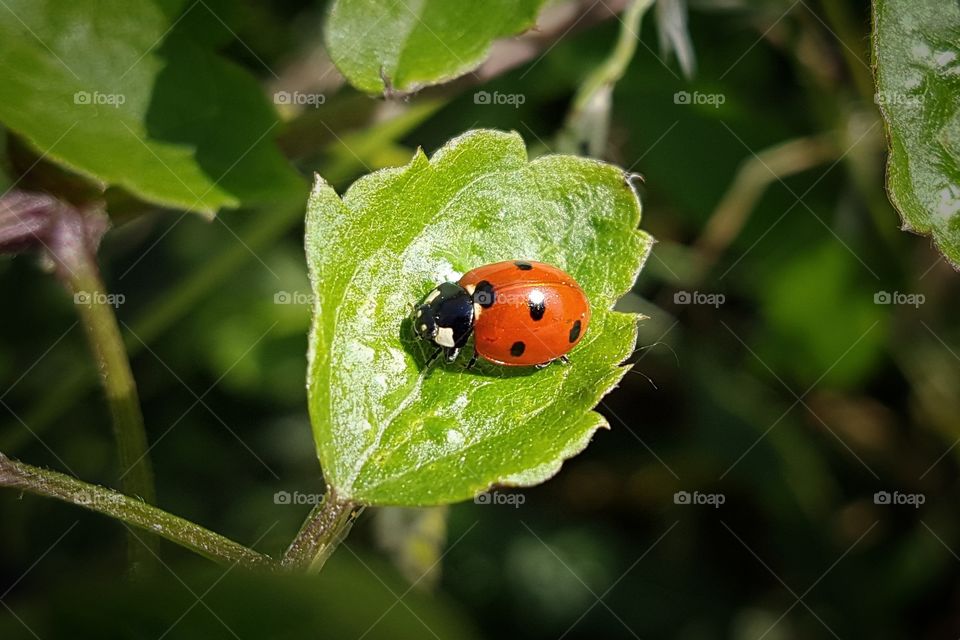 ladybug