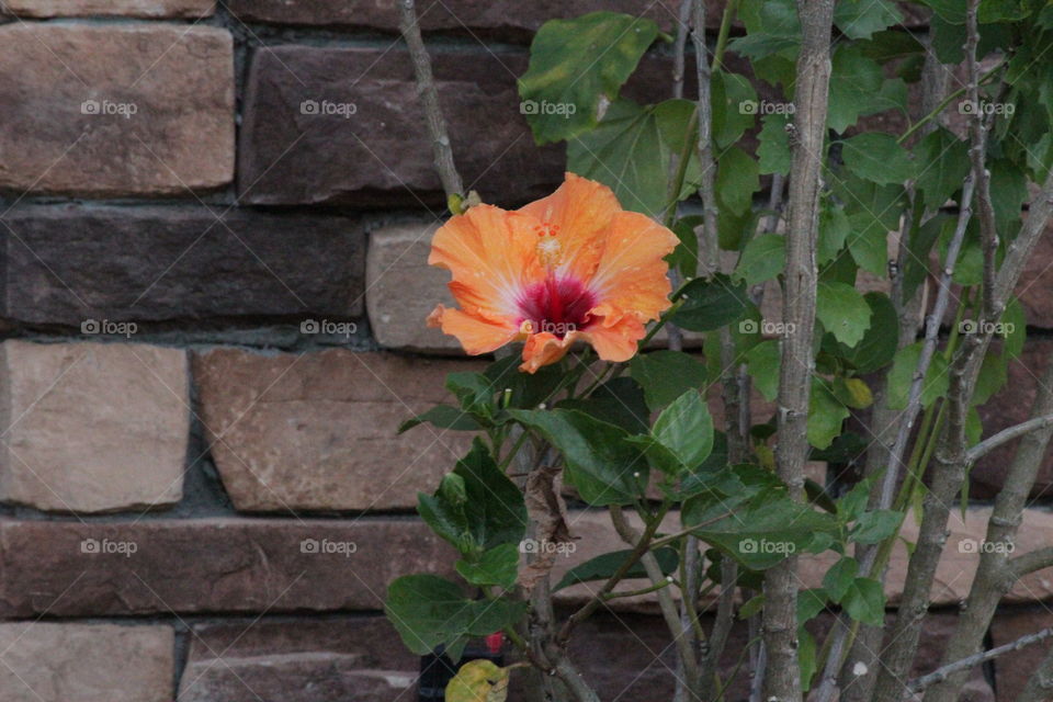 Orange hibiscus flower in front of brick wall