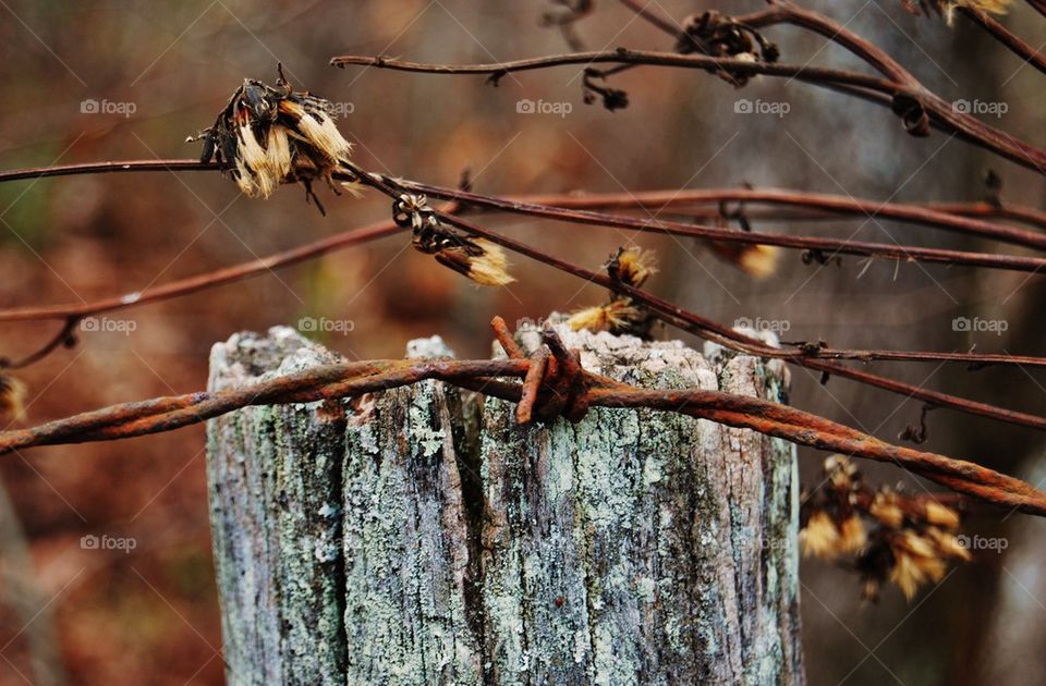 Fence post