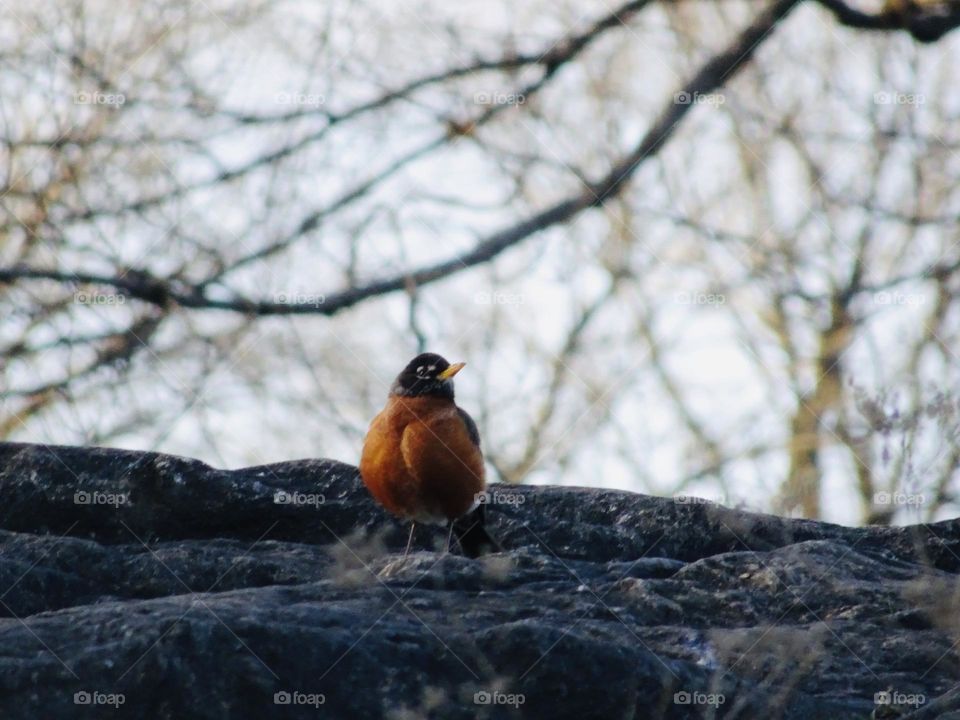 Robin on the big rock 