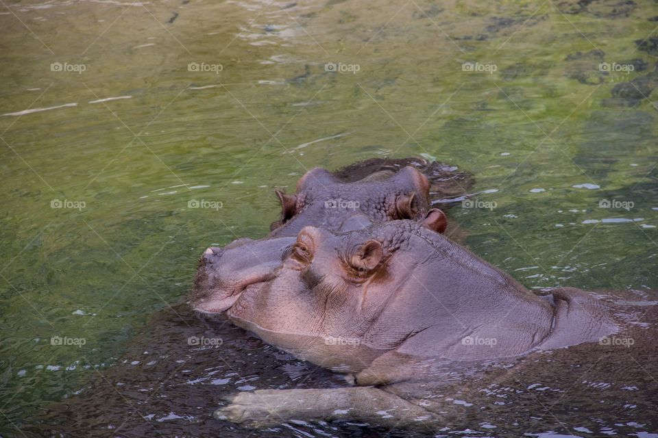 Hippos cudling in the water part 2