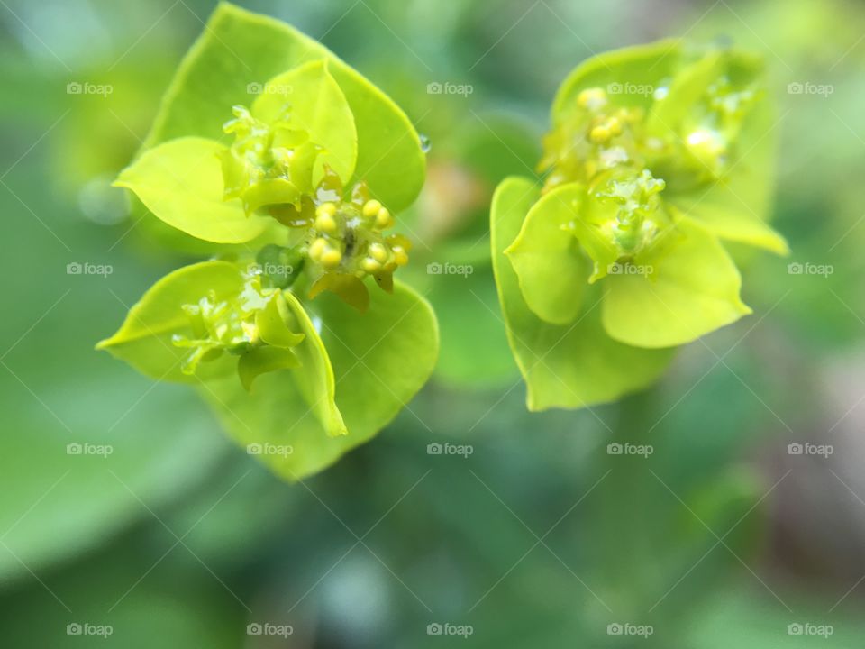 Green flowers 