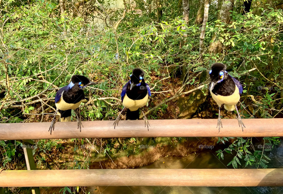 Three coloured birds 