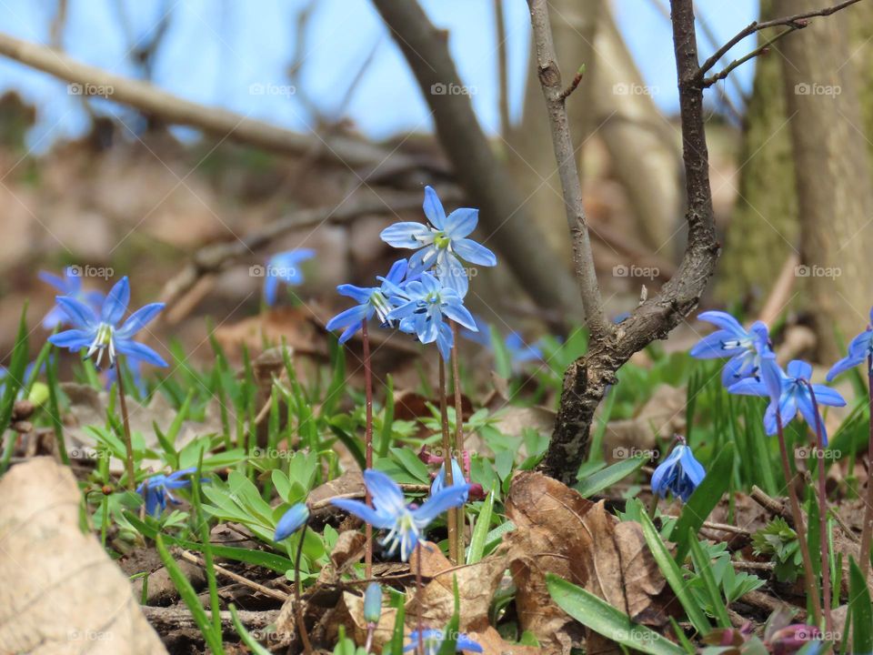 First spring flowers