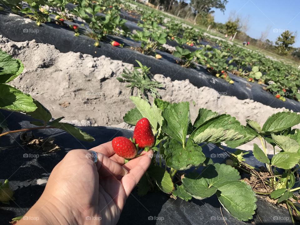 Strawberry picking
