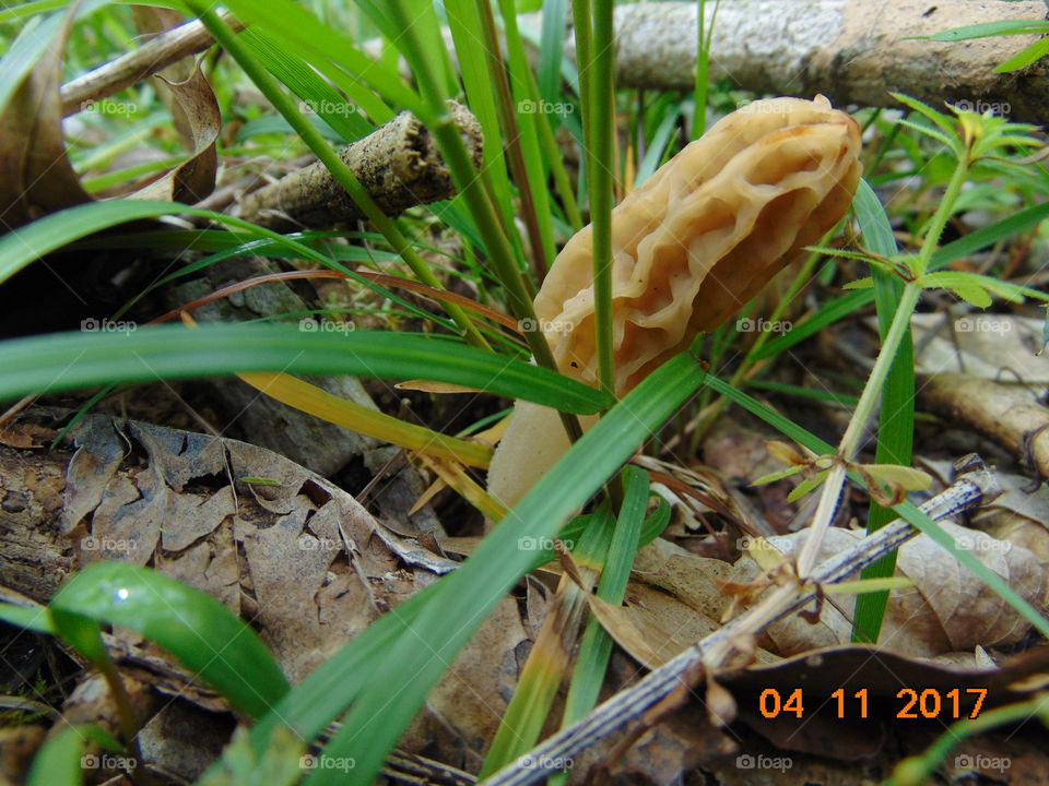 morel mushroom