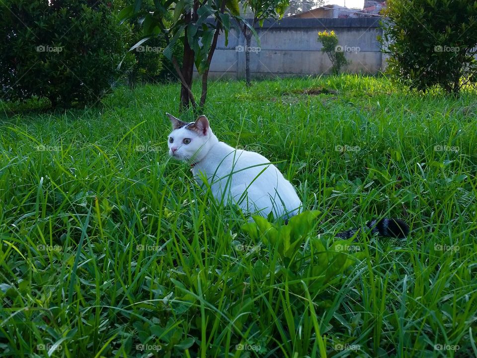 Cat in the middle of tropical plants and weeds...