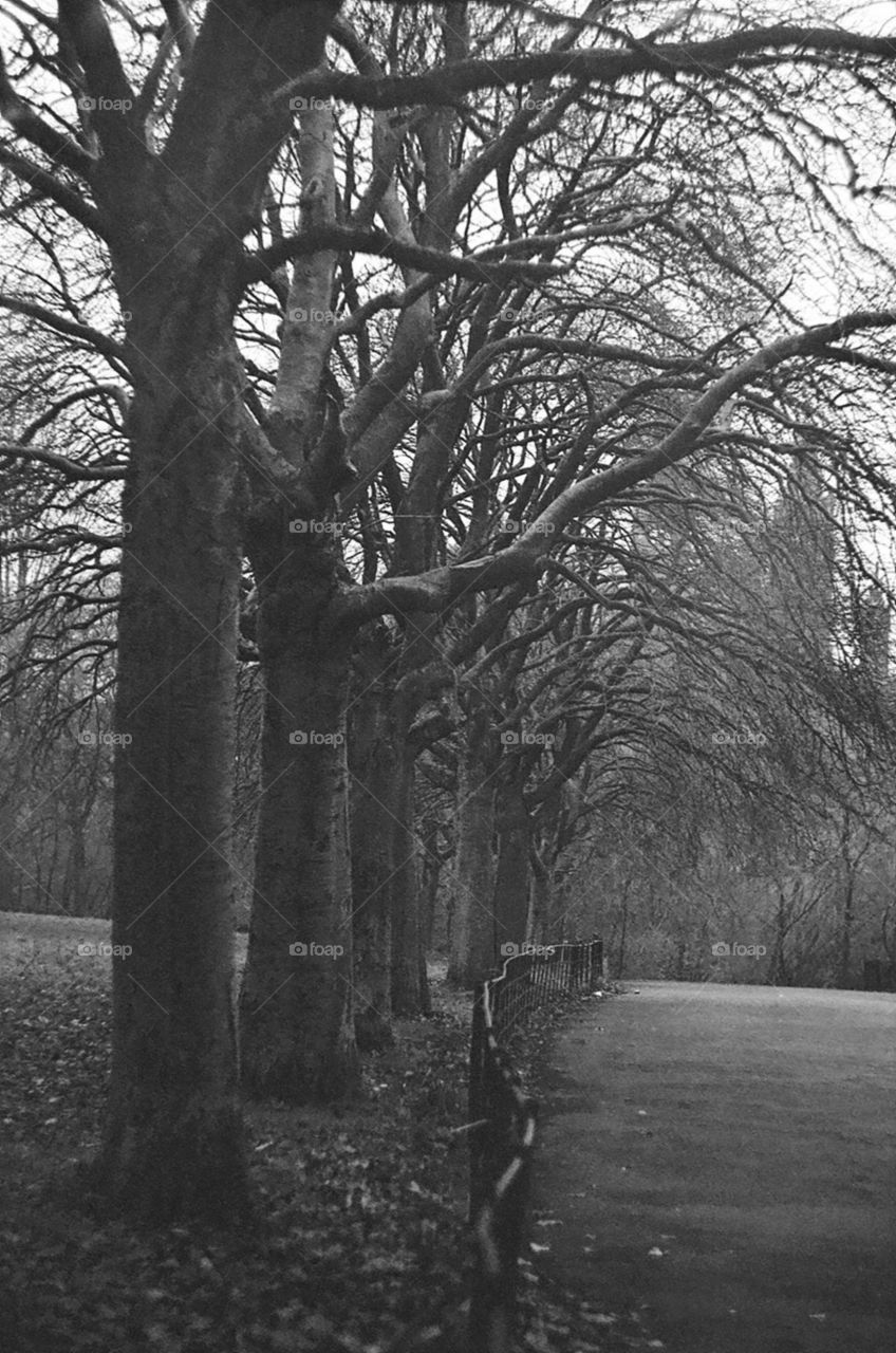 Kelvingrove Trees 