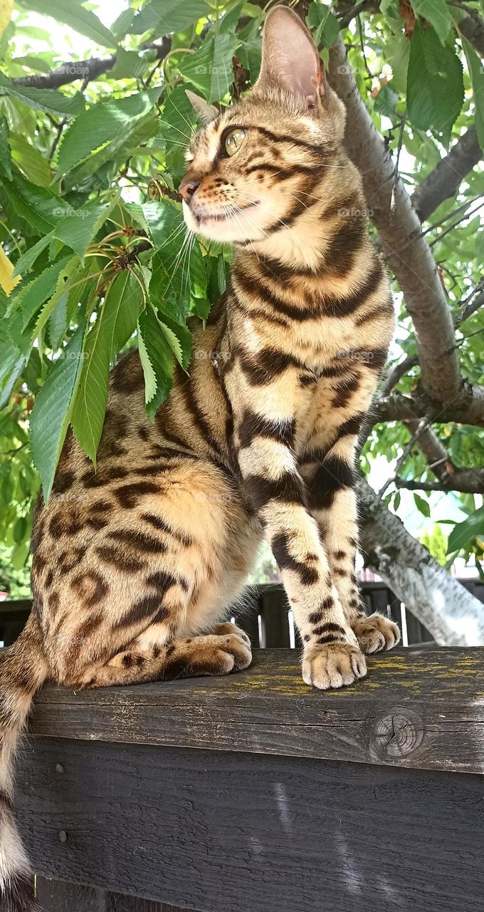 purebred cat beautiful portrait sitting on a wooden fence summer time